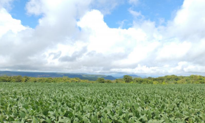 Imagem da notícia Estimativa de safra da soja em MS mantém projeção de 14 milhões de toneladas, mas estiagem afeta região Sul